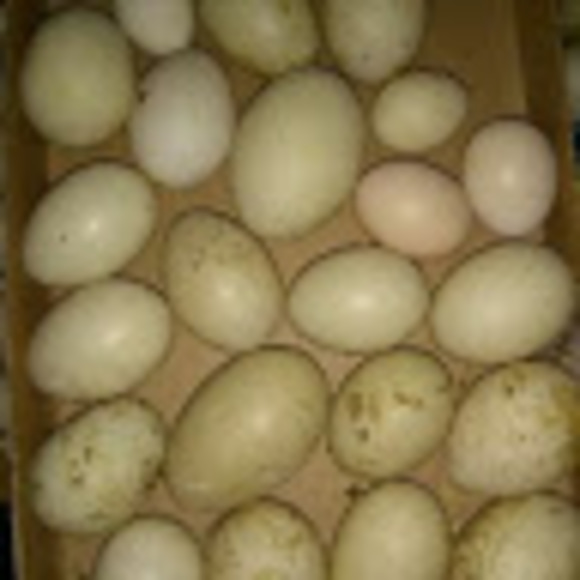 Meet your Posher, Chelsie - Picture 1 of 1